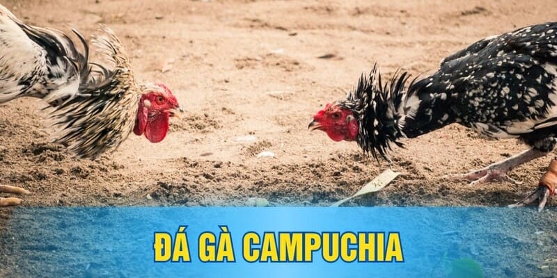 Đá gà Campuchia trực tiếp đặc sắc tại hệ thống OK9