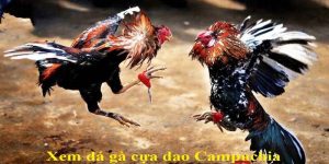 Đá Gà Trực Tiếp Campuchia - Nơi Tụ Hội Các Trận Đấu Nảy Lửa