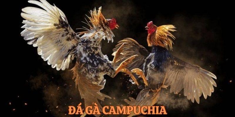 Ưu điểm nổi bật của đá gà trực tiếp Campuchia OK9